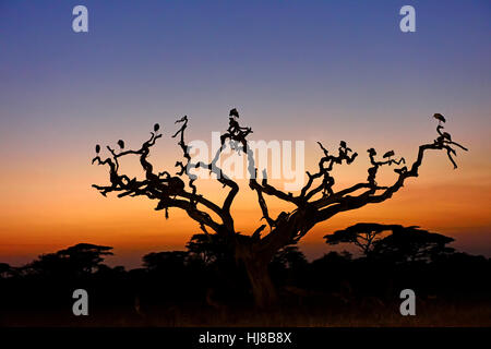 Cicogna bianca (Ciconia ciconia) su un punto morto acacia a sunrise, albero di Savannah, Serengeti National Park, Tanzania Foto Stock