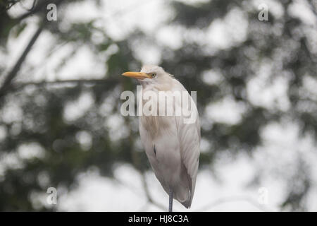 Airone guardabuoi - Bubulcus ibis - per adulti Foto Stock