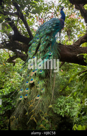 Maschio peafowl indiano - Pavo cristatus - peacock su un ramo di albero Foto Stock