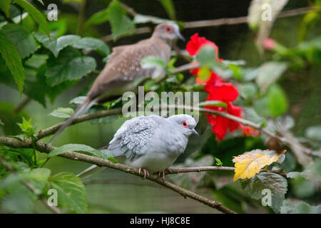 Colombe diamante - Geopelia cuneata - una specie di Australia, appollaiate su un ramo in Kuala Lumpur bird park. Foto Stock