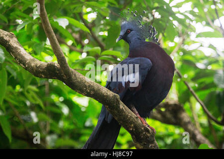 Victoria incoronato pigeon - Goura Victoria - è una grande blu grigio piccione che vive in Papua Nuova Guinea regione. Foto Stock