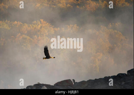 Un adulto aquila calva vola sopra uno sperone roccioso in una mattina di sole con una nebbia e autunno sfondo colorato. Foto Stock