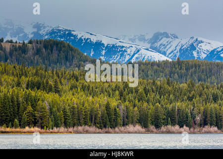 Coperte di neve Teton Mountains rising oltre la vicina foresta sopra il lago di stringa in Jackson Hole. Il Parco Nazionale del Grand Teton, Wyoming Foto Stock