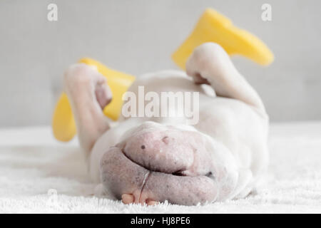 Shar Pei cane sdraiato su di esso la schiena indossando wellies Foto Stock