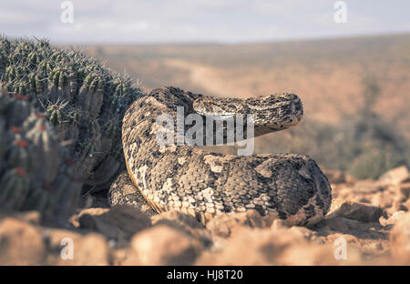 Per adulti di corporatura robusta puff sommatore (Bitis arietans) da un cactus, Marocco Foto Stock