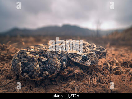 Close-up di un soffio sommatore (Bitis arietans), Sidi Ifni, Marocco Foto Stock