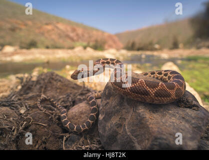 Diadema Mograbin Snake (Spalerosophis dolichospilus) sulle rocce, Tan-Tan, Marocco Foto Stock