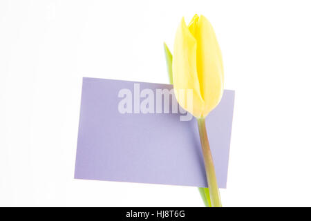 Close up di un tulipano giallo con un malva e la scheda vuota su sfondo bianco Foto Stock