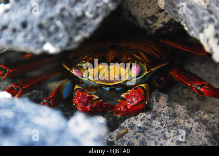 Sally lightfoot crab nascondere nelle rocce, Isole Galapagos, Ecuador Foto Stock