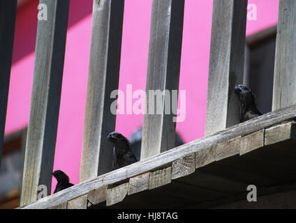 Iguane Marine crogiolarsi nel sole su una terrazza in legno, Isole Galapagos, Ecuador Foto Stock