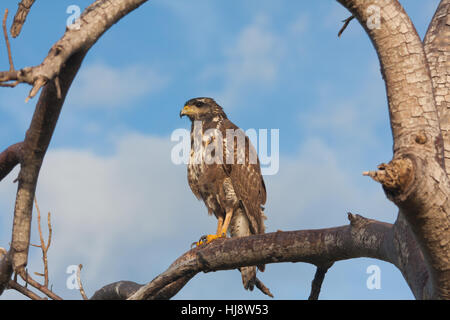 Cuban Black Hawk (buteogallus gundlachii) appollaiato su un ramo Foto Stock
