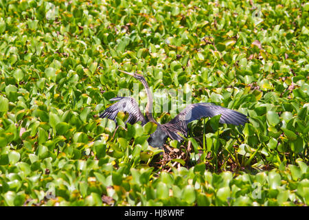 African darter (anhinga rufa), a volte chiamato snakebird Foto Stock