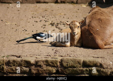 Capra, pecora, bovini, ordine, vita, esistono, esistenza, vivendo, vive, vivi, Foto Stock