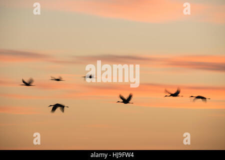 Gregge di svernamento gru Ssandhill sorvolare Paynes Prairie Florida al crepuscolo Foto Stock