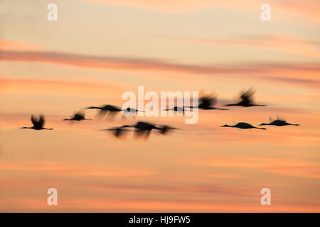 Gregge di svernamento gru Sandhill sorvolare Paynes Prairie Florida al crepuscolo Foto Stock