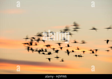 Gregge di svernamento ibis lucido sorvolare Paynes Prairie Florida al crepuscolo Foto Stock