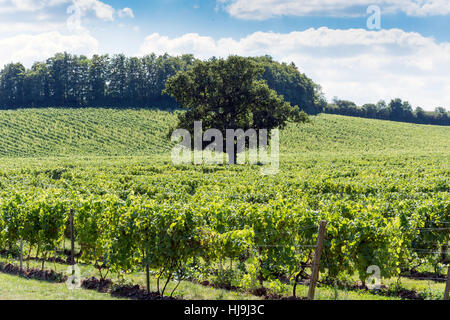 I vitigni al Denbies Wine Estate, London Road, Dorking Surrey, Inghilterra, Regno Unito Foto Stock