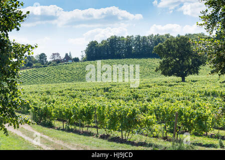 I vitigni al Denbies Wine Estate, London Road, Dorking Surrey, Inghilterra, Regno Unito Foto Stock