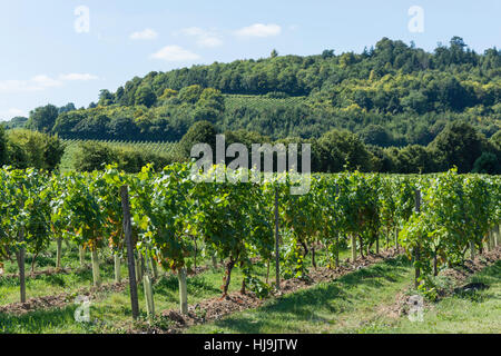 I vitigni al Denbies Wine Estate, London Road, Dorking Surrey, Inghilterra, Regno Unito Foto Stock