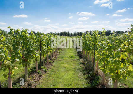 I vitigni al Denbies Wine Estate, London Road, Dorking Surrey, Inghilterra, Regno Unito Foto Stock