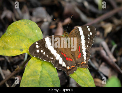 Nastrare Peacock (Anartia fatima) Foto Stock