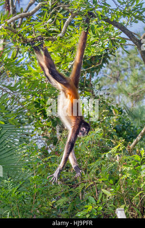 Il giovane spider monkey jumping, Belize, America Centrale Foto Stock