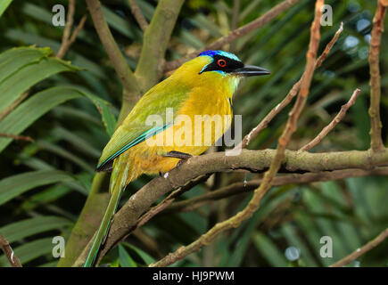 Blu-crowned Motmot (Momotus coeruliceps) Foto Stock