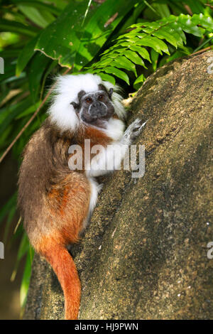 Il cotone-top tamarin (Saguinus oedipus) Foto Stock