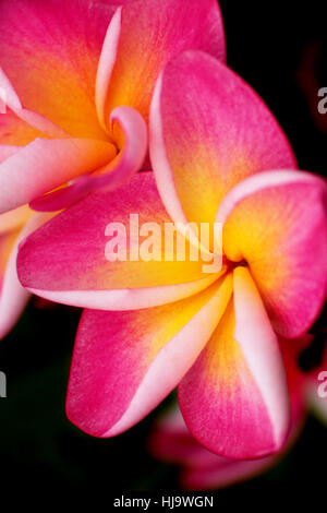 Due cinque petali di fiori rosa frangipani ( plumeria ) con centro di colore giallo su sfondo verde scuro vicino la messa a fuoco selettiva Foto Stock