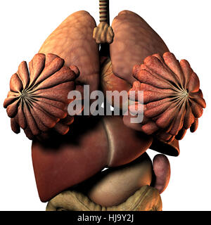 Umana Essere Umano Pancia Pancia Biologia Anatomia Intestino umana-essere-umano-pancia-pancia-biologia-anatomia-intestino