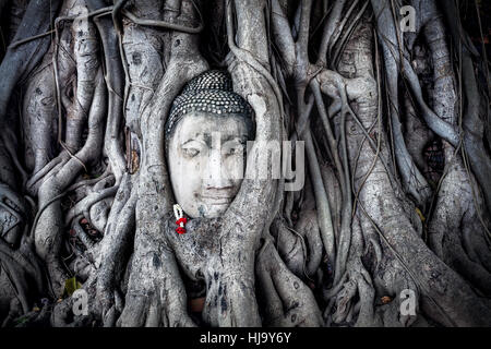 Testa di Buddha in pietra arenaria in Bodhi radici di albero in Wat Mahathat complesso in Ayutthaya, Thailandia Foto Stock