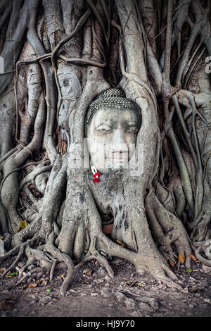 Testa di Buddha in pietra arenaria in Bodhi radici di albero in Wat Mahathat complesso in Ayutthaya, Thailandia Foto Stock