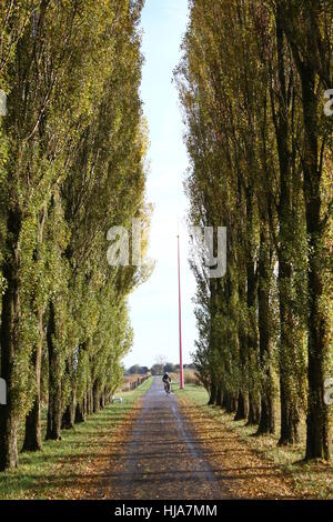 Paesaggio olandese con alti alberi di pioppo (Populus nigra var. italica), provincia di Groningen, Paesi Bassi del Nord Foto Stock