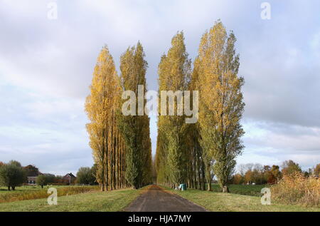 Paesaggio olandese con alti alberi di pioppo (Populus nigra var. italica), provincia di Groningen, Paesi Bassi del Nord, Autunno 2016 Foto Stock