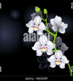 Artisticamente dipinte orchidea bianca su sfondo nero. Illustrazione Vettoriale