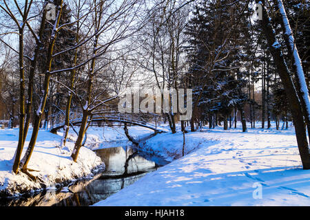 Gli animali in inverno colomba si crogiola al sole nel parco Foto Stock