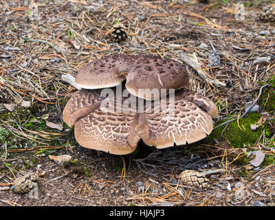 Sarcodon imbricatus, hedgehog incastrata o squamosa riccio, in un Norvegese foresta autunnale Foto Stock