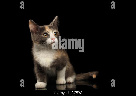 Lo zenzero kitty isolato su sfondo nero Foto Stock