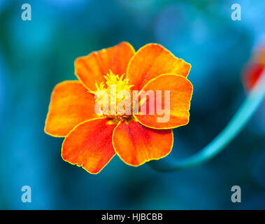 Immagine macro di un singolo tagete nei giardini di Walmer Castle, Kent, Foto Stock