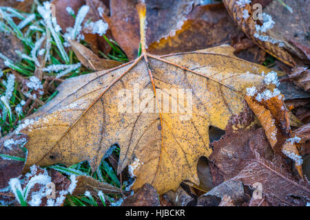 Congelati gras e foglie giacente a terra in inverno Foto Stock