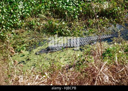 Alligator (A. mississippiensis) parzialmente sommerso nella palude erbosa. Gainesville, Florida, Stati Uniti d'America Foto Stock