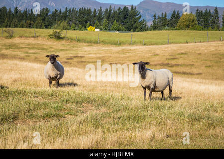 Due graziosi in bianco e nero di agnello sul campo di coltivazione nell'Isola Sud della Nuova Zelanda Foto Stock