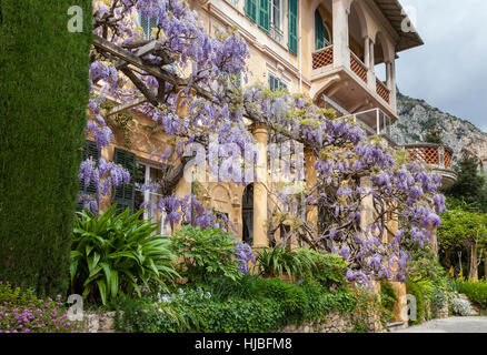 Francia, Alpes-Maritimes (06), Menton, le Clos du Peyronnet : glicina et pergola. Menzionare obligatoire du nom du Jardin & utilizzazione presse et livre onu Foto Stock