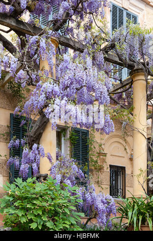 Francia, Alpes-Maritimes (06), Menton, le Clos du Peyronnet : glicina et pergola. Menzionare obligatoire du nom du Jardin & utilizzazione presse et livre onu Foto Stock