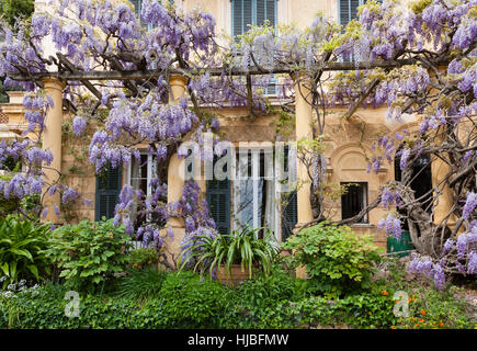 Francia, Alpes-Maritimes (06), Menton, le Clos du Peyronnet : glicina et pergola. Menzionare obligatoire du nom du Jardin & utilizzazione presse et livre onu Foto Stock