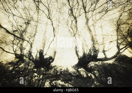 Scary foresta con creepy alberi Foto Stock
