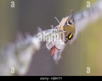 Goldcrest (Regulus regulus) cerca di insetti in lana di pecora su un filo spinato, Warwickshire Foto Stock