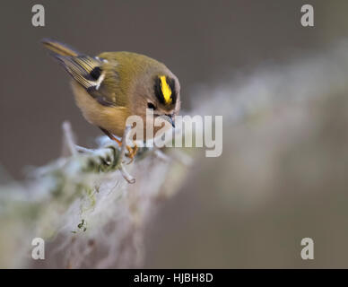 Goldcrest (Regulus regulus) cerca di insetti in lana di pecora su un filo spinato, Warwickshire Foto Stock