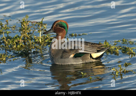 Comune (teal Anas crecca) adut maschio o Drake. Norfolk. Novembre 2012. Foto Stock