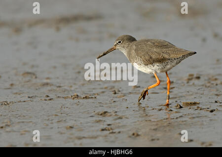 Comune (redshank Tringa totanus) in inverno piumaggio, alimentando su inter-tidal velme. Norfolk. Novembre. Foto Stock